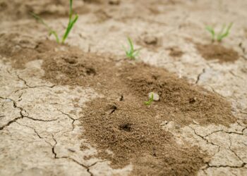 At KNUST, Sesi Technologies introduces the innovative FarmSense soil intelligence system.